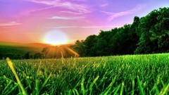 Nature Virginia mount