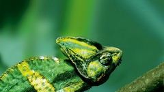 Nature wall Reptiles