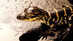 Nature wall Reptiles