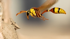 Nature wasp