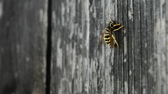 Nature wasp