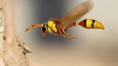 Nature wasp