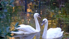 Nature water autumn Birds Swans