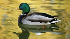 Nature water Birds Ducks