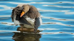 Nature water Birds Ducks animal world