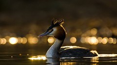 Nature water Birds Ducks bokeh sunlight great crested grebe