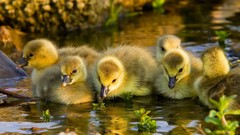 Nature water Birds Ducks duckling baby birds