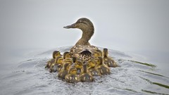 Nature water Birds Ducks duckling baby birds