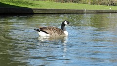 Nature water Birds Ducks lakes