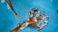 Nature water Birds fish hunting diving national geographic 