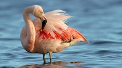 Nature water Birds flamingos