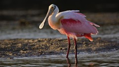 Nature water Birds Florida spoonbills