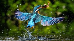 Nature water Birds food kingfisher