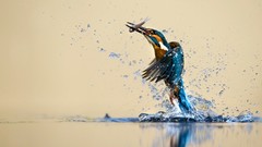 Nature water Birds kingfisher hunt
