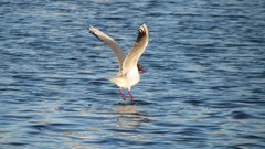 Nature water Birds seagulls rivers