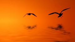 Nature water Birds silhouettes
