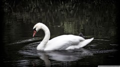 Nature water Birds Swans