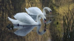 Nature water Birds Swans reflections