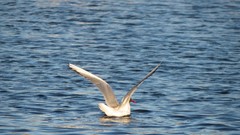 Nature water Birds wings seagulls rivers