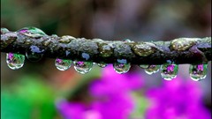 Nature water branches water drops