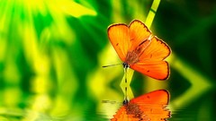 Nature water Butterflies Green orange insects reflections 