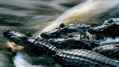Nature water Crocodiles national geographic