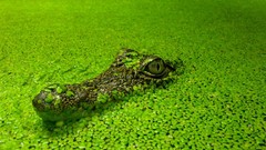 Nature water Crocodiles Reptiles