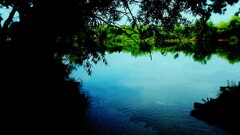 nature water dark Plants