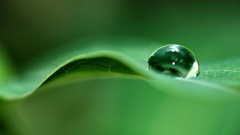Nature water dew leaf orb waterorb