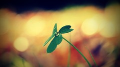 Nature water dew Plants clover Clovers