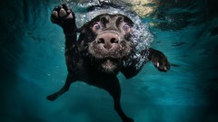 Nature water Dogs underwater Funny animals funny games