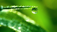 Nature water drop Plants
