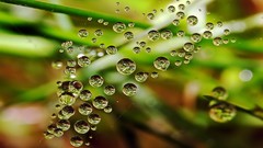 Nature water drops