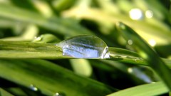 Nature water drops