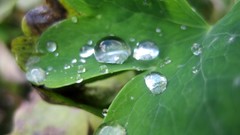 Nature water drops