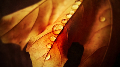 Nature water drops dew autumn beautiful leaf