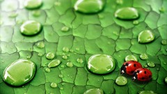 Nature water drops ladybirds