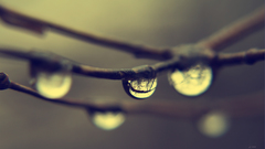 Nature water drops macro