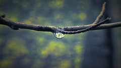 Nature water drops macro
