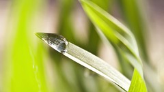 Nature water drops macro