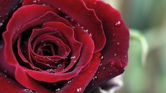 Nature water drops macro