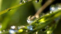 Nature water drops macro