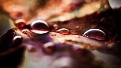 Nature water drops macro