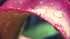 Nature water drops macro