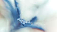 Nature water drops macro