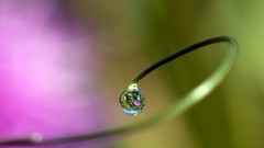 Nature water drops macro