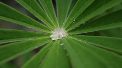 Nature water drops macro