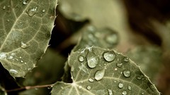 Nature water drops macro