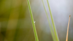 Nature water drops rain dew after