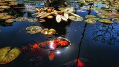 Nature water fish ponds koi lily pads